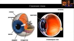 Глаз и зрение. 9 класс.