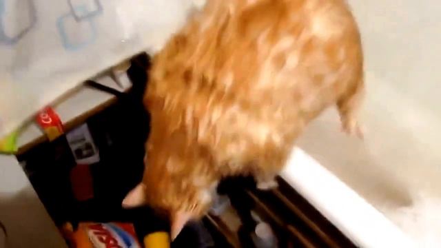 Кота Помыли, А Достать Забыли!!! Прикольный мокрый кот не может вылезти из ванной. смотреть онлайн