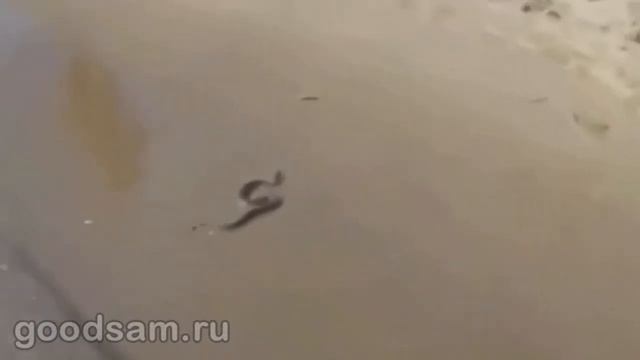 Солнечный Берег змея между Cacao и Новым Несебром смотреть онлайн