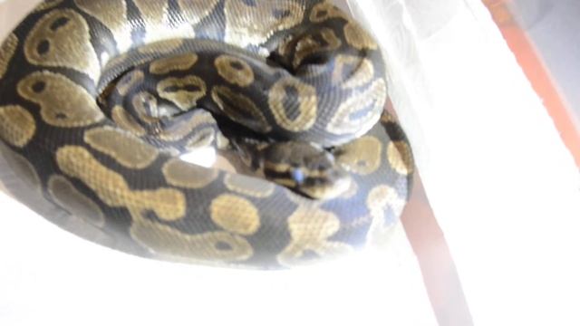 Début de la période de mue d'un python regius- peau écailleuse terne et yeux bleutés. смотреть онлайн