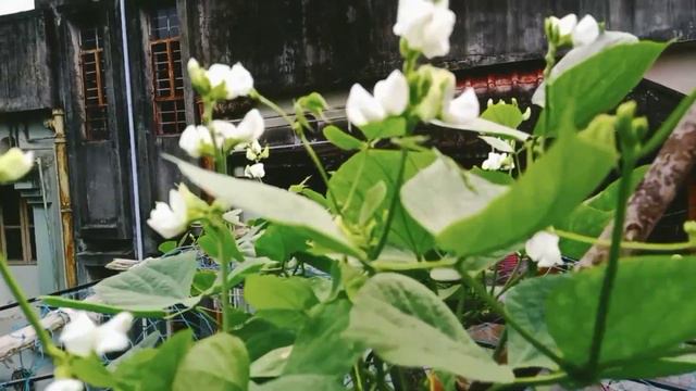 EVERGREEN GARDEN.HOW TO WATERING YOUR PLANT. ঠিক জলের প্রয়োগ করা শেখ। смотреть онлайн