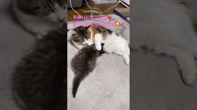 母猫に毛繕いにおっぱいと至れり尽くせりの子猫😊　子育てに一生懸命な母猫に感動します🥺💕 смотреть онлайн