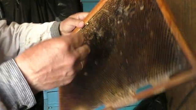 Как перезимовали пчелиные рамки под уксусом? смотреть онлайн