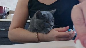 Как коту ? дать жидкое лекарство ?