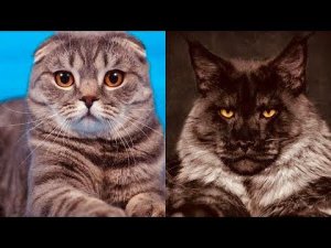 Парень решил скрестить мейн-куна и шотландскую кошку: когда родились котята, то он забил тревогу