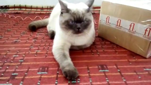 Котёнок британец белый 11 месяцев, окрас блю поинт. Мартин. Одесса 2018. смотреть онлайн