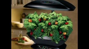 Гидропоника. Выращивание растений в домашних условиях. Бизнес идея.