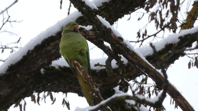 Rose-ringed Parakeet / Psittacula krameri / Kramerio papūga / Индийский кольчатый попугай смотреть онлайн