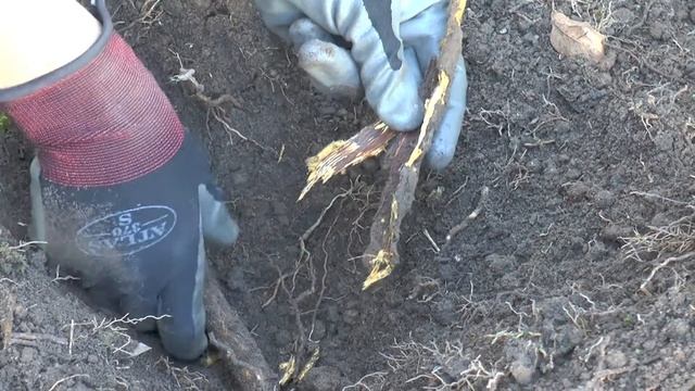 Revealing Root Rot смотреть онлайн