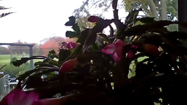 Thanksgiving /Christmas/eastern/Rose Cactus ❤🌲❤ смотреть онлайн
