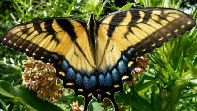 Бабочки летают, бабочки! смотреть онлайн