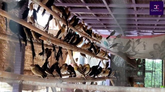 Babu Da Bird Setup Visit Part 02 | Exotic Bird Collection | Java Bird, Conure, Whydah Finch Birds смотреть онлайн