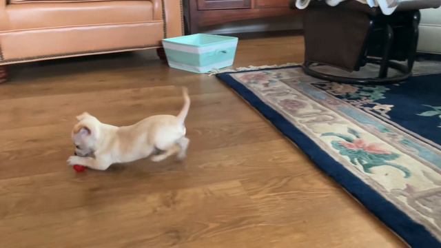 Milo - The Chihuahua Puppy - Video 1 смотреть онлайн