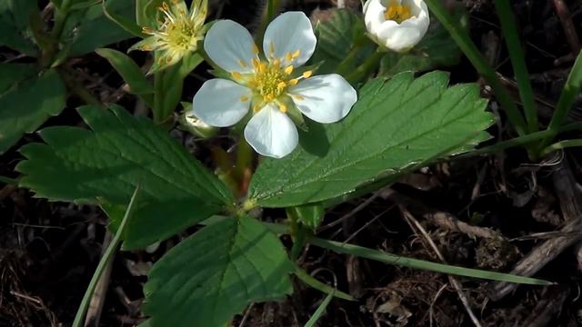 Three Spring Wildflowers at Wolf Road Prairie смотреть онлайн