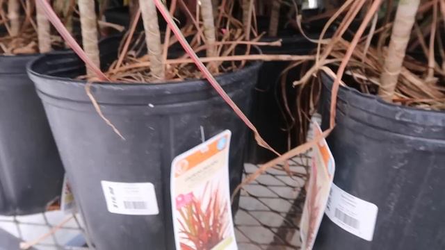 What's New At Lowes? Plant Shop With Me смотреть онлайн