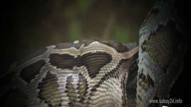 Python vs Alligator Python Bursts After Eating Alligator смотреть онлайн