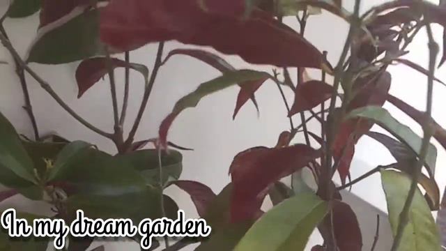 ~About Chinese croton ~English смотреть онлайн