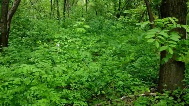 САМВЕЛ ПРЕДСТАВЛЯЕТ ЧТО ОН МУЖИК. ПСИХОЛОГИЯ ЖЕНЩИНЫ смотреть онлайн