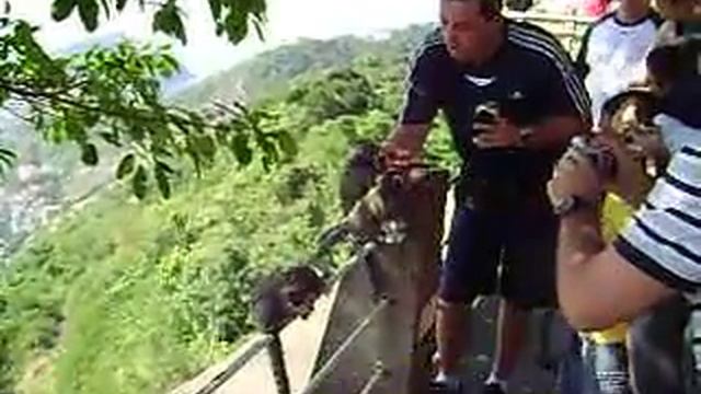 Некоторое количество диких обезьян смотреть онлайн