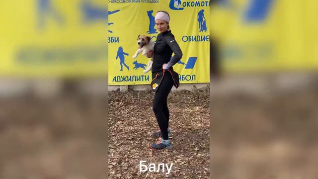 Терьеры в аджилити смотреть онлайн