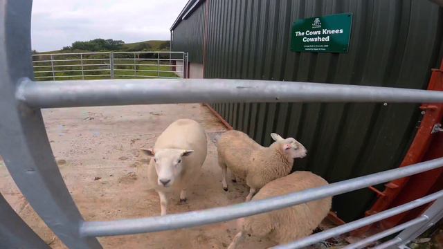 A walk around and introduction to Lotus Heart Animal sanctuary in Dunvegan, Isle Of Skye, with Lynn смотреть онлайн