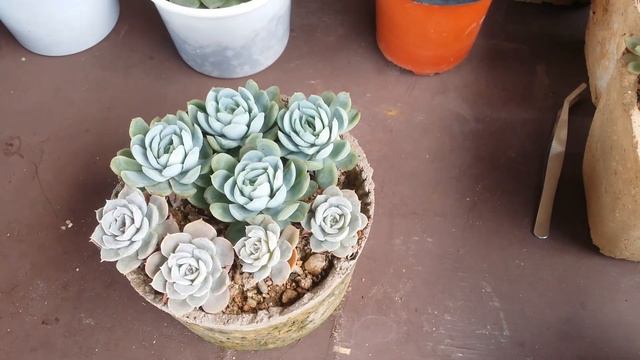 || NEVER KEEP YOU SUCCULENT CUTTINGS IN DIRECT SUNLIGHT || смотреть онлайн