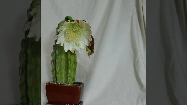 Cereus Repandus Flowering Timelapse