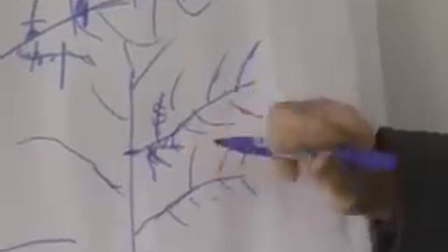 Как правильно обрезать персик смотреть онлайн