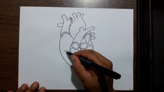 How to draw human heart смотреть онлайн