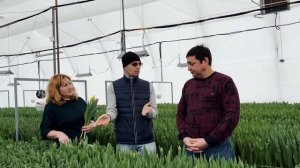 Как улучшить качество тюльпанов и забыть, что такое топпинг? ?