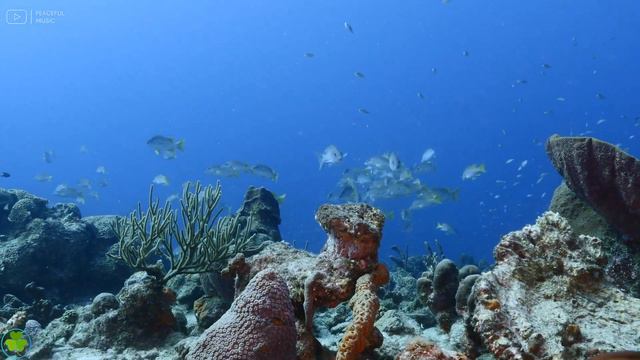 4K Stunning Underwater Wonders of the Red Sea + Relaxing Music - Coral Reefs & Colorful Sea Life #3 смотреть онлайн