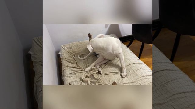 (Almost) Two-week Heat Update ft Dogo Argentino Female смотреть онлайн