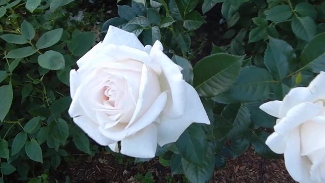 Розы Д.Остина в моём саду.DAVID AUSTIN ROSES. Цветник в холодных розовых тонах. смотреть онлайн