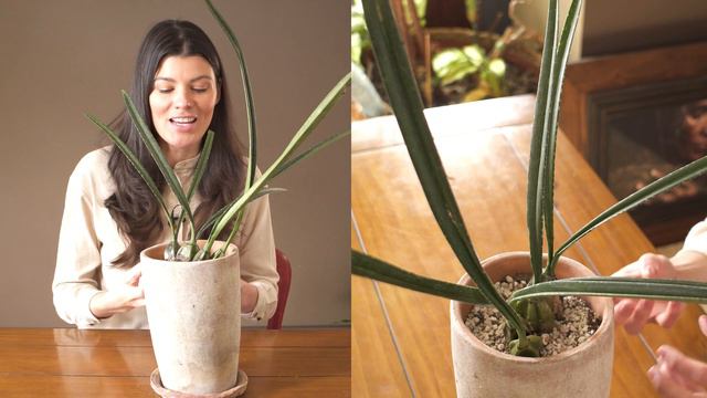 Oeceoclades calcarata Houseplant Care – 337 of 365 смотреть онлайн