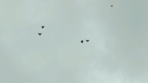 НИКОЛАЕВСКИЕ ГОЛУБИ./pigeons/ БАБОЧКА 2020  (часть 2)