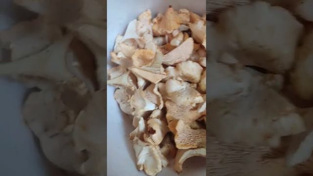 #украина#харьков#20июля#грибы лисички#с луком и картошкой смотреть онлайн