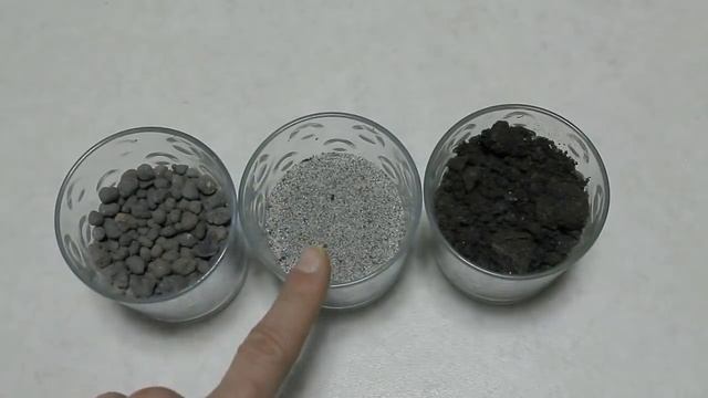 Cocco, Come Far Germogliare Un Cocco A Costo Zero