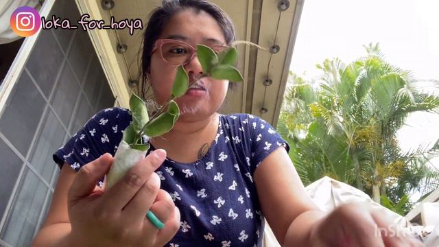 Hoya Unboxing (atxtropicals) смотреть онлайн