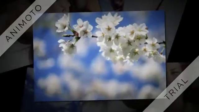 МИОМИН смотреть онлайн