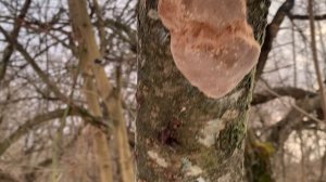 Гриб трутовик - смертелен для плодового дерева!