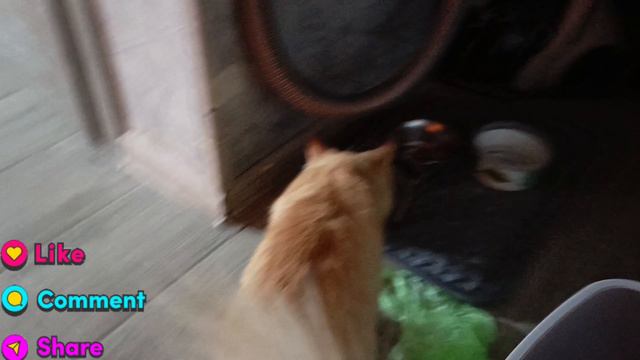 хаус кот друга смотреть онлайн