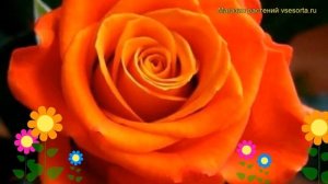 Роза чайно-гибридная Моника. Краткий обзор, описание характеристик, где купить Monika