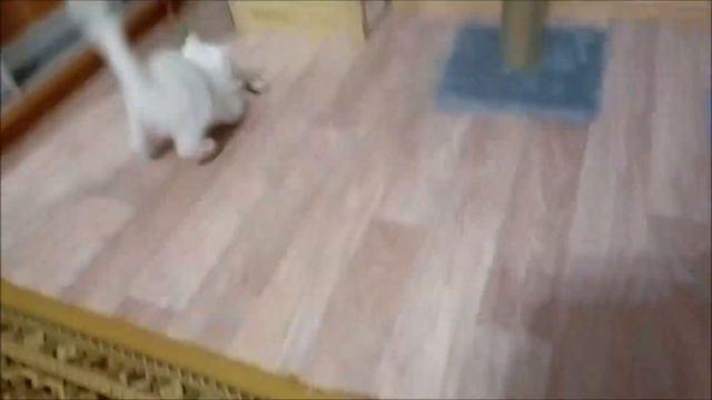 Котенок играет с рыбкой смотреть онлайн