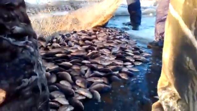 зимняя рыбалка 23тонны рыбы！В Якутии смотреть онлайн