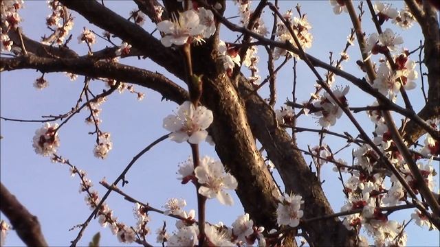 Песнь абрикосовых деревьев! смотреть онлайн