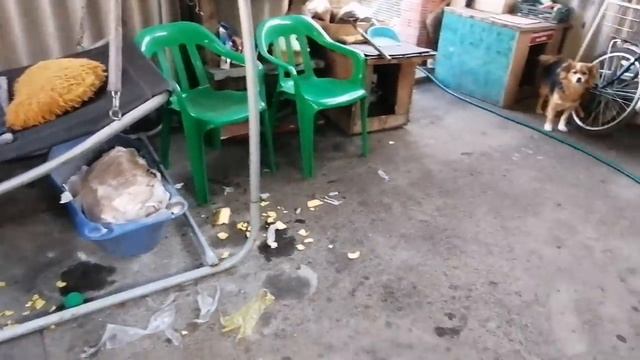 Собака-узница в плохом состоянии. Две мелкие шкоды превращают двор в хламыдник! Котик Марсель удиви смотреть онлайн