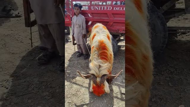 beautiful White Bakra // Qurbani k janwar // Qurbani 2023 ❤️ #trending #eid2023 смотреть онлайн