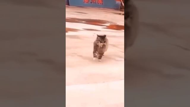 Котик шагает (Добыча) смотреть онлайн