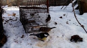 Как сделать ловушку для птиц. Как поймать воробья