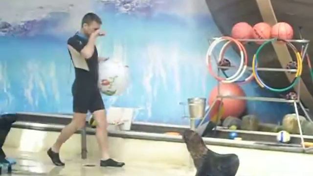 дельфинарий в ростове№6 смотреть онлайн